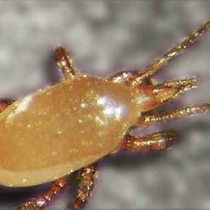 Mite control