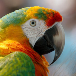 Exotic and ornamental birds