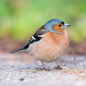 Finches