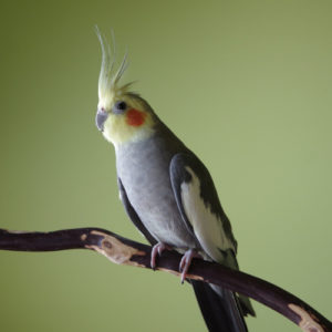 Large parakeets