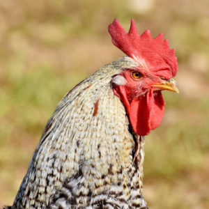 Poultry