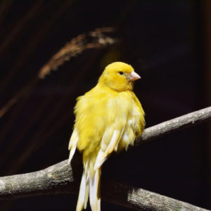 Canaries