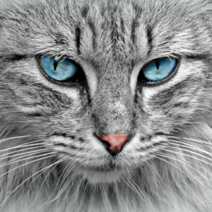 Cat food & accessories