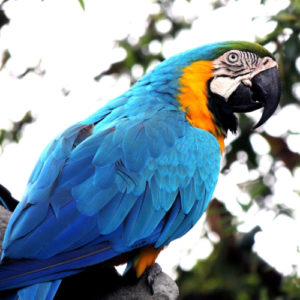 Parrots