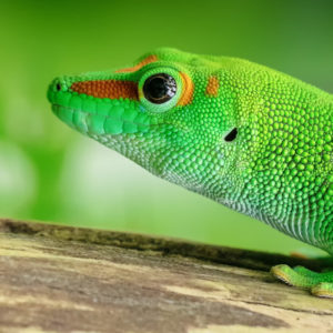 Reptiles