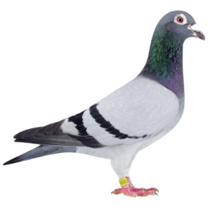 Pigeons