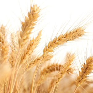 Single seeds