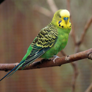 Budgerigars