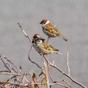 Wild birds