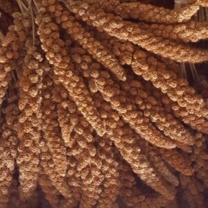 Foxtail millet red, China 1kg for pets in the Pet Food Pro Shop